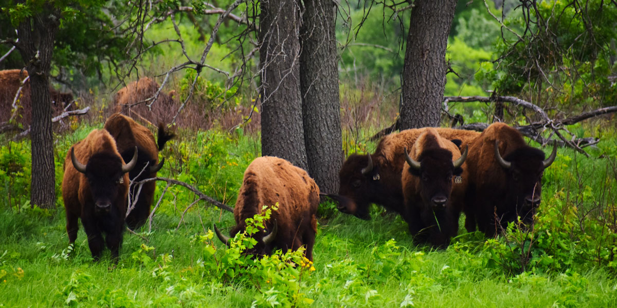 Bison at Cedar Creek 