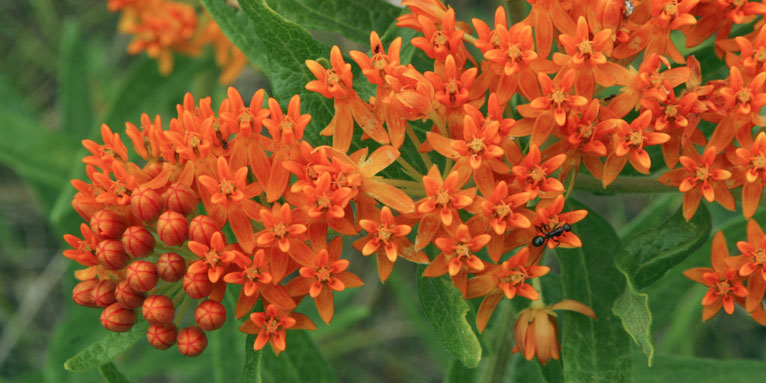 butterfly weed bloom in orange