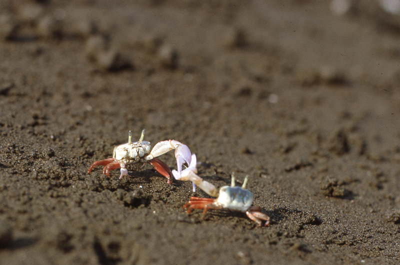 Crabs