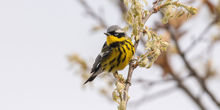 magnolia warbler sits on branch