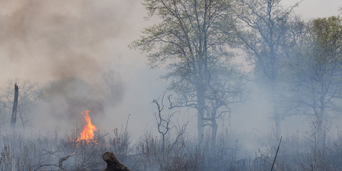 oak savannah during a controlled burn