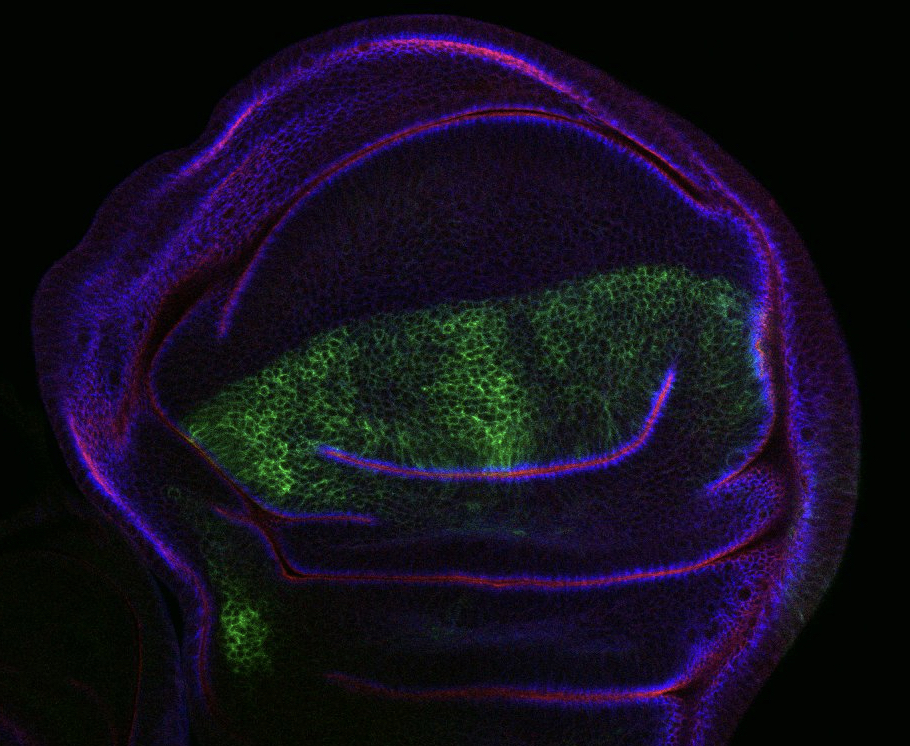 Drosophila wing punt GFP