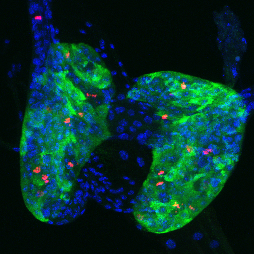 mitotic prothoracic gland