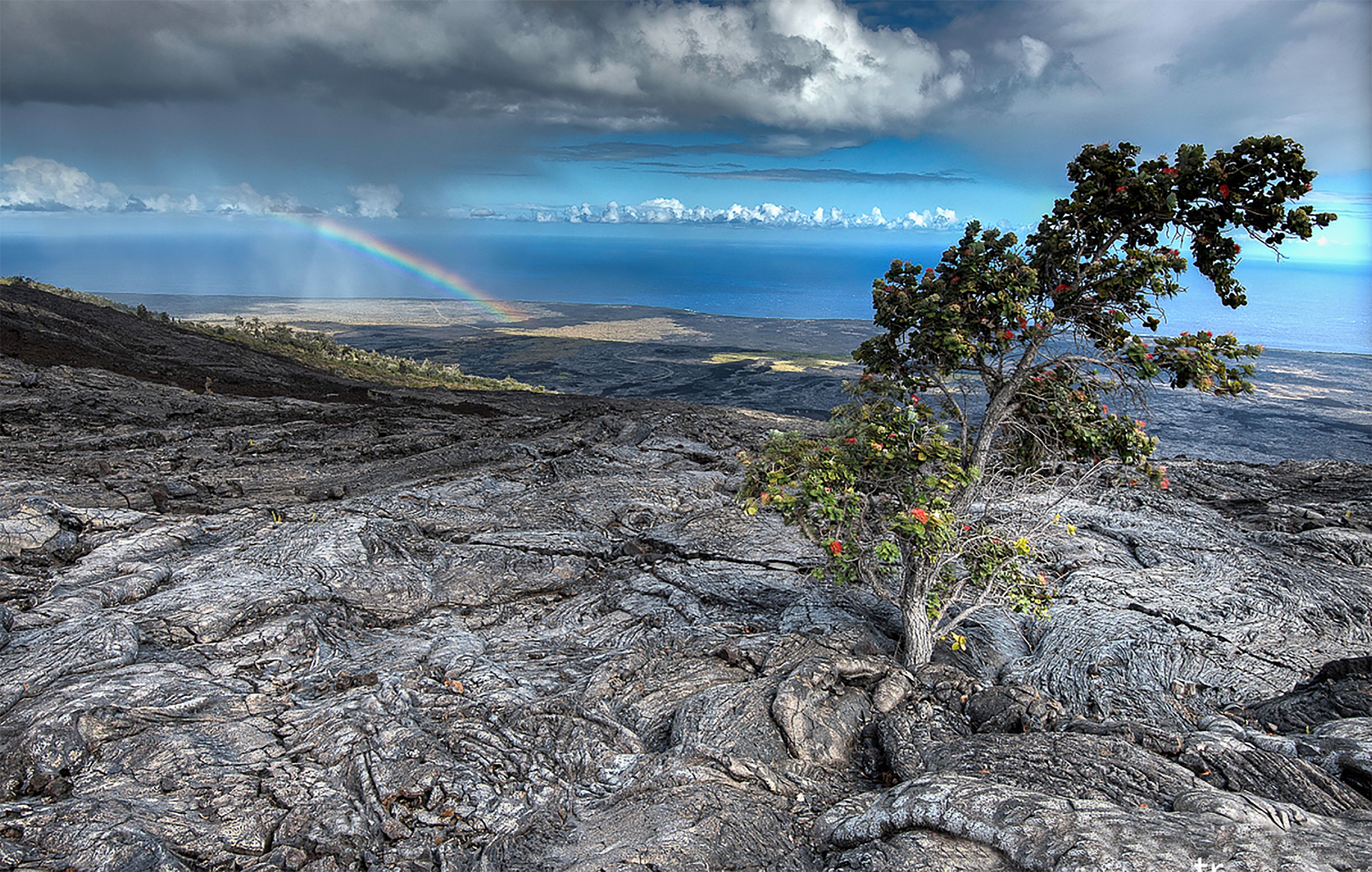 Image of lava field from Hawaii from Bug Sex the documentary 