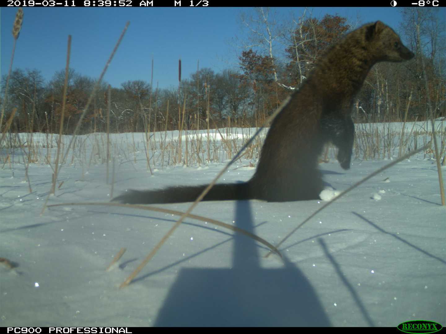 fisher in the snow