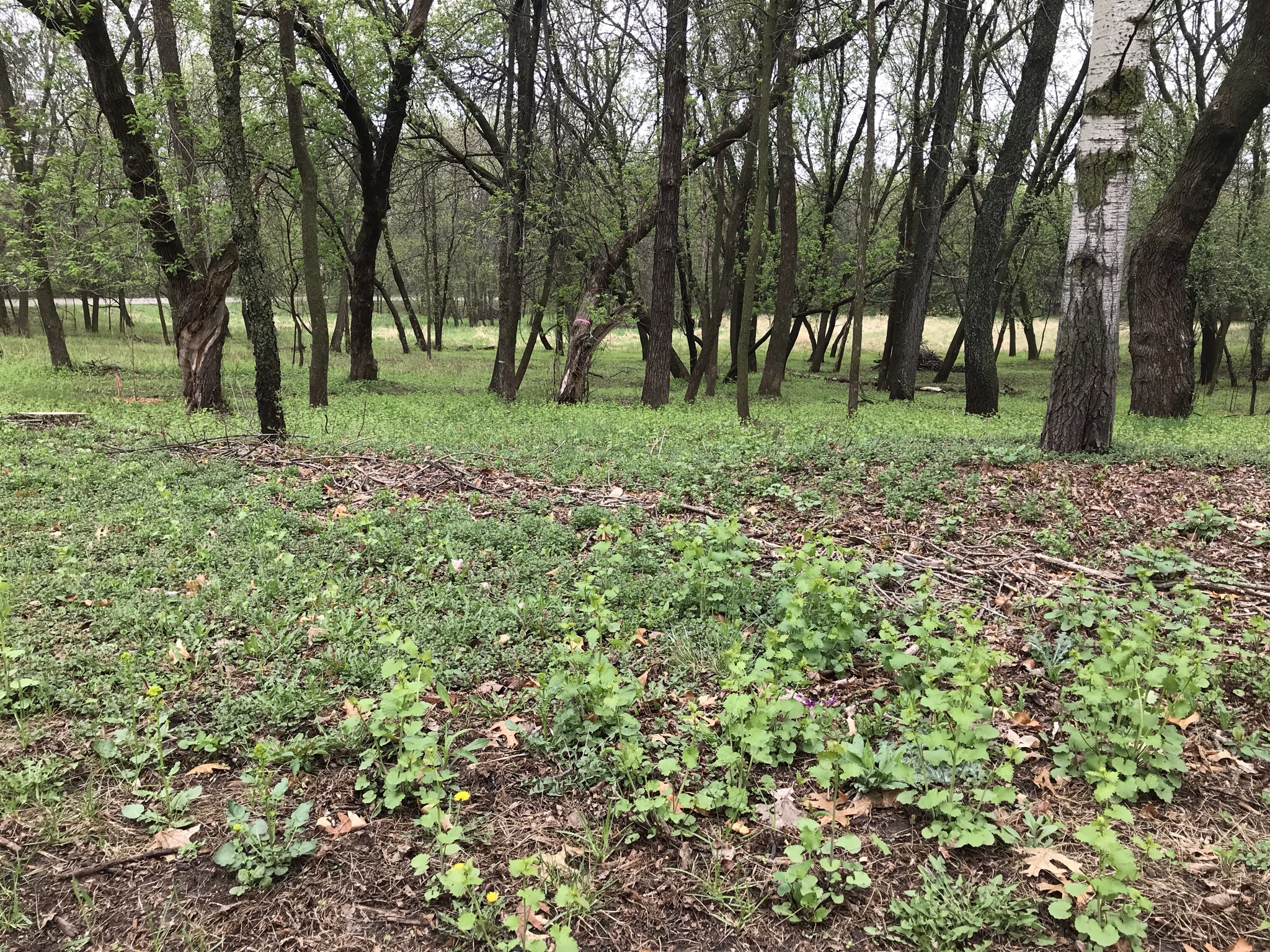 garlic mustard carpeting an open forest floor