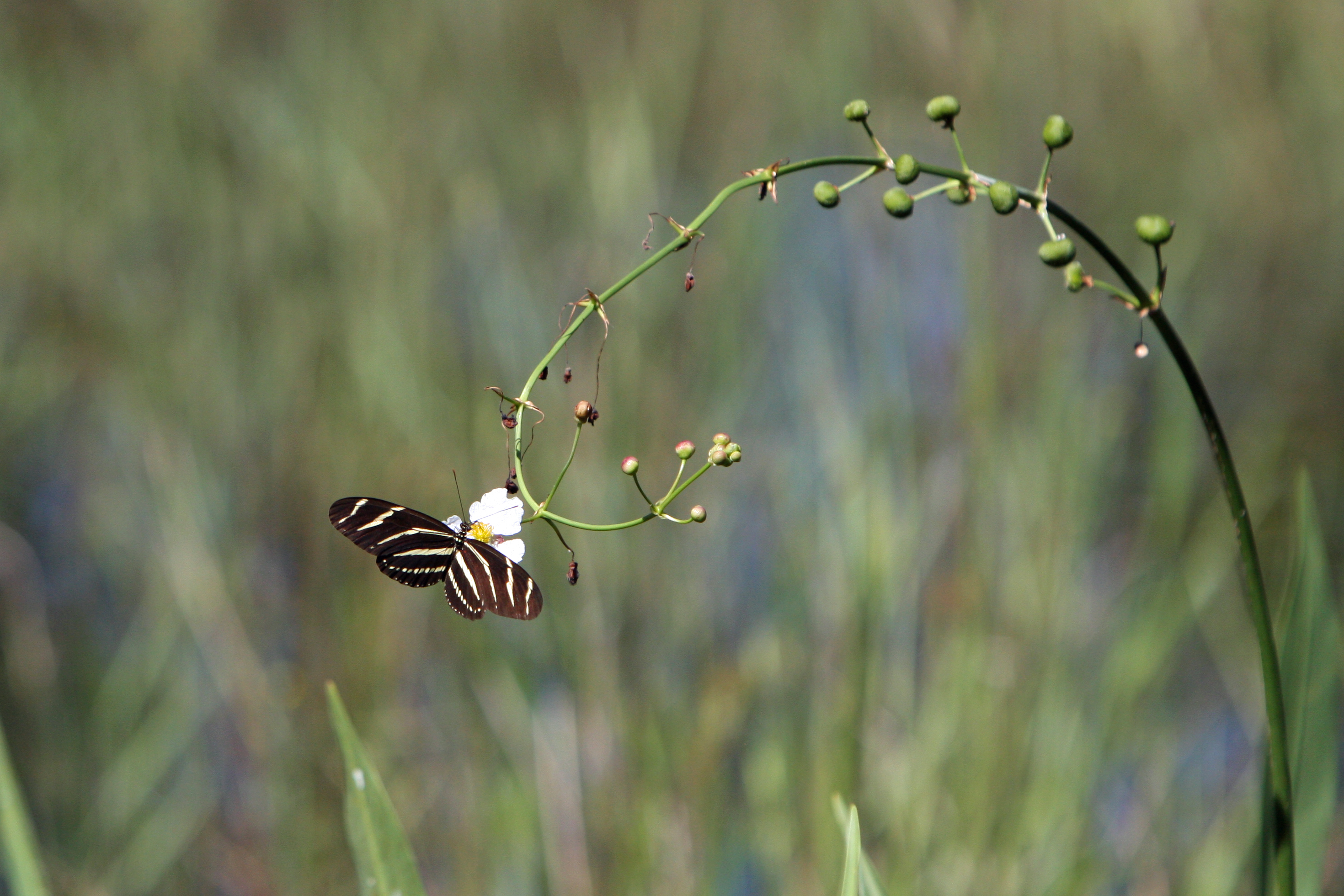 Heliconius butterfly on plant