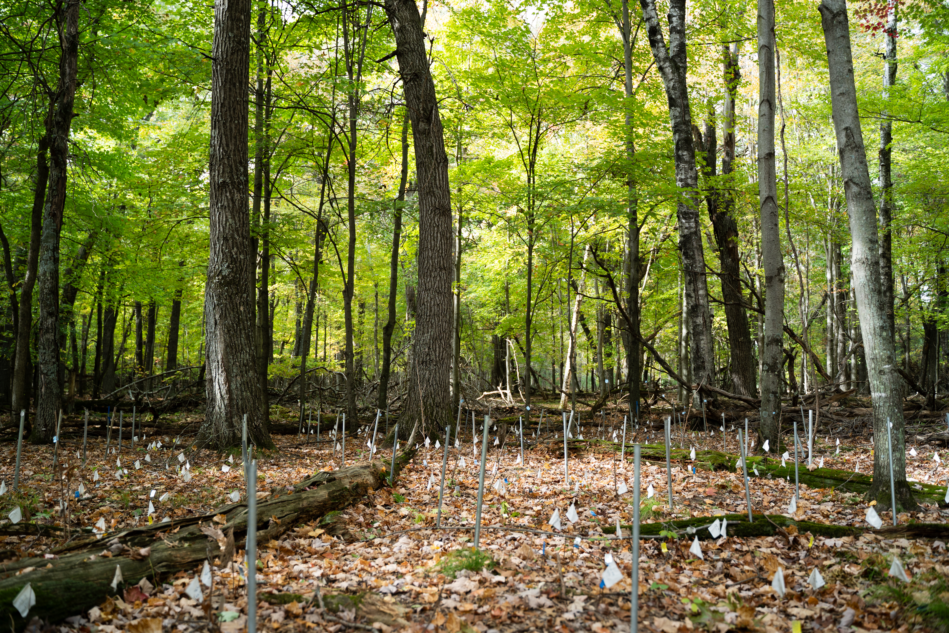 deciduous forest