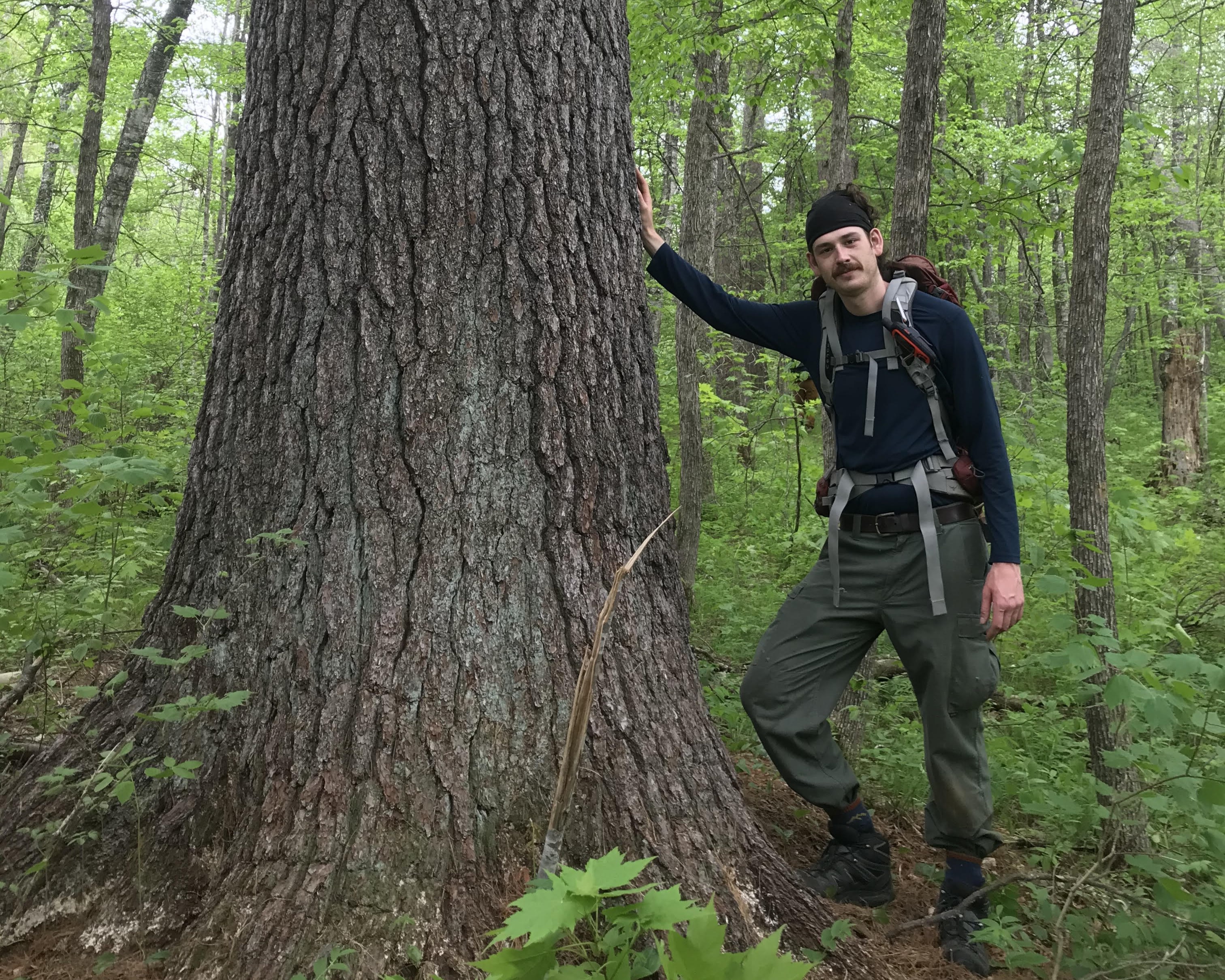 A man standing next to a very big tree