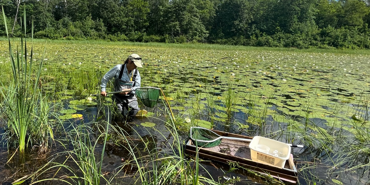 Emily Schilling looking for dragonflies with a net at Itasca