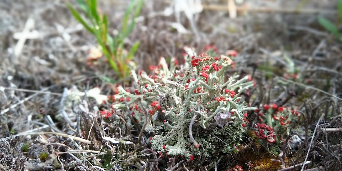 lichen growing on the ground