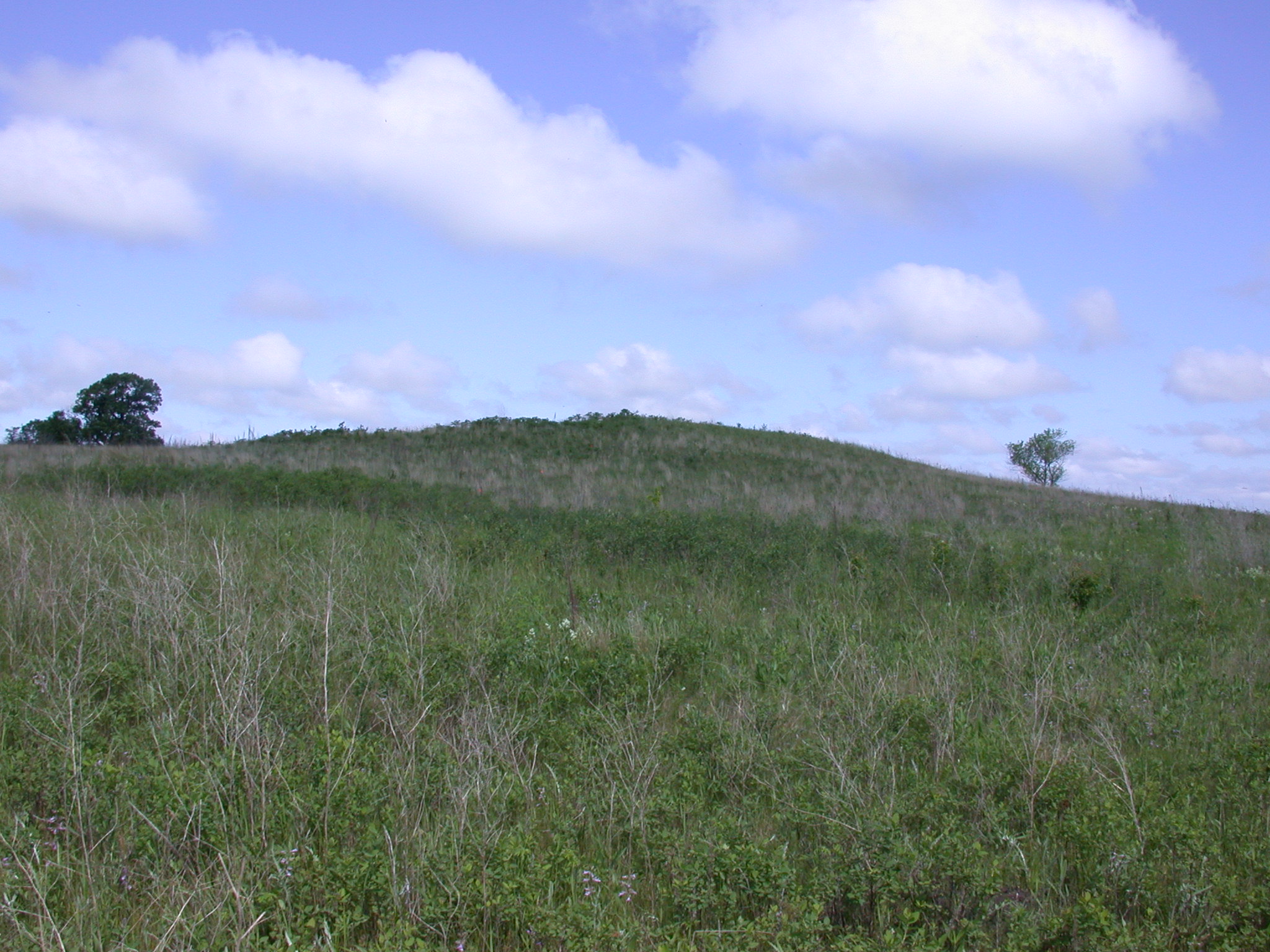 Itasca prairie with blue sky in background