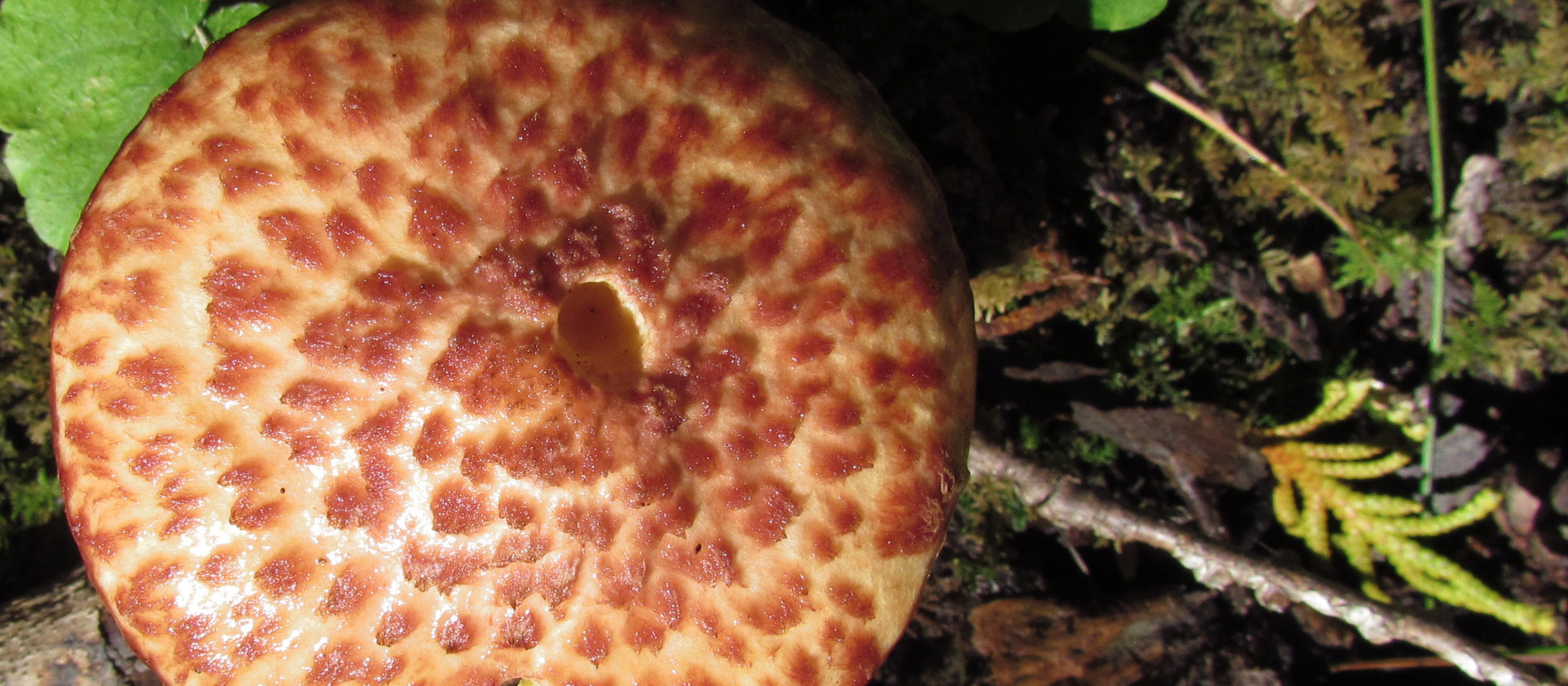 Close up of a mushroom