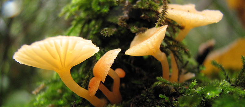 Close-up shot of mushrooms