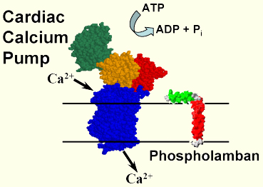 Active calcium transport in the heart by the Ca-ATPase (SERCA) and its regulation by phospholamban (PLB).