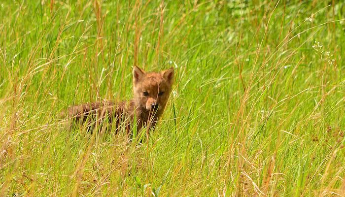 Wolf pup