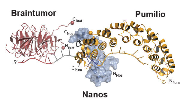 Pumilio collaborates with RNA-binding proteins Braintumor and Nanos to regulate the fate of certain mRNAs.  Image derived from Arvola et al., RNA Biology, 2017.