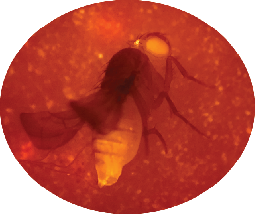 RNA-binding proteins in the fruit fly Drosophila melanogaster.