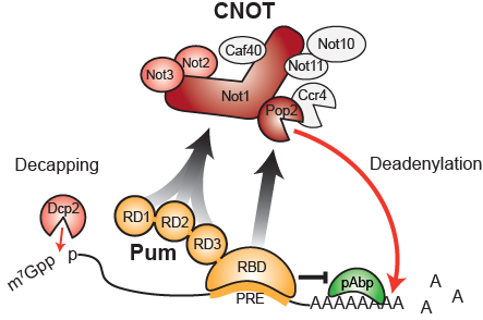 Model of Pumilio-Mediated Repression.  The RNA-binding domain (RBD) of Pumilio binds to specific mRNAs that contain a Pumilio Response Element (PRE).  Pumilio Repression Domains (RD1, 2, and 3) recruit the CCR-Not (CNOT) complex to accelerate deadenylation and decapping of the mRNA, and the RBD antagonizes poly-Adenosine binding protein, resulting in translational repression and mRNA destruction.  Image derived from Arvola et al., Nucleic Acids Research, 2020.