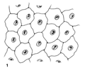 Epithelium