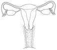 Female Reproductive System