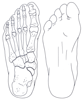 Foot