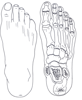 Foot