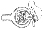 Glomerulus