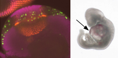 Coordinating proliferation with differentiation