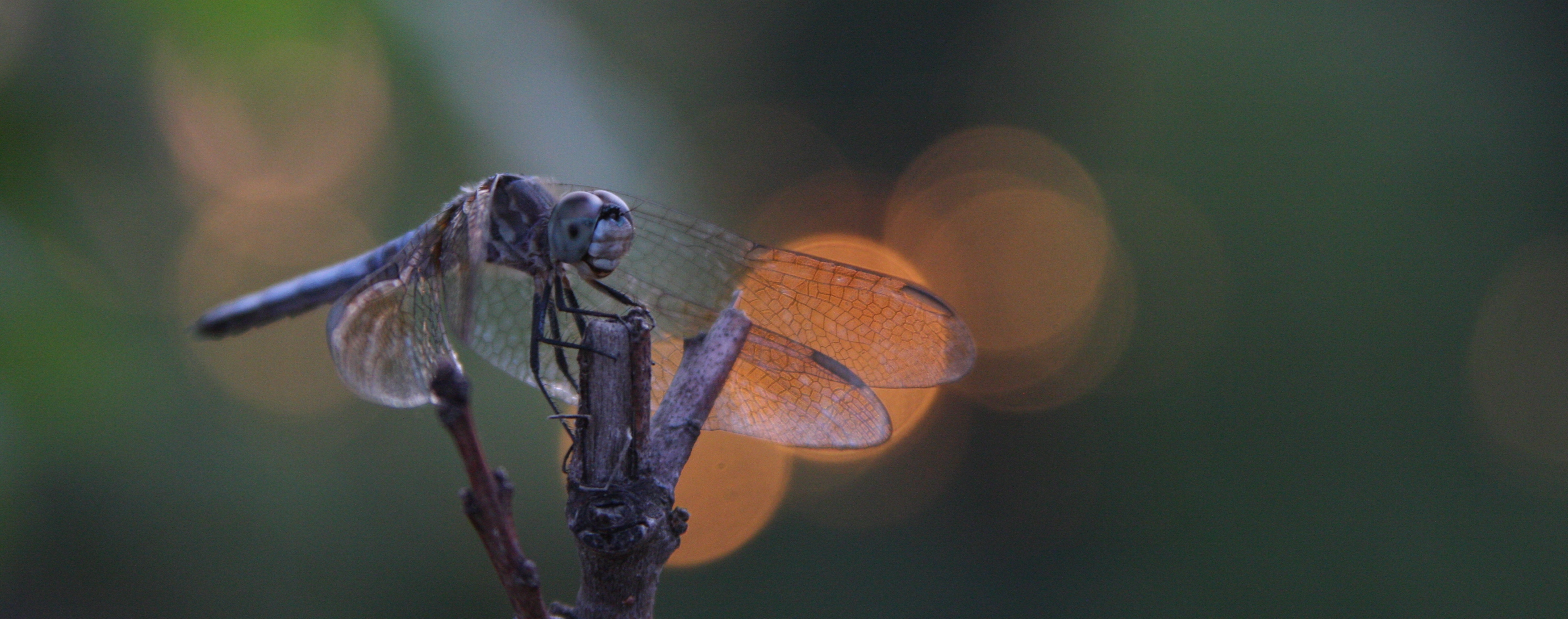 Closeup of dragonfly