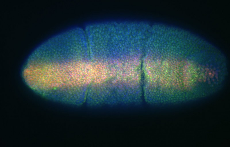 Early axial development