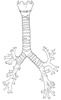 Respiratory system