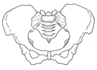 Female pelvis