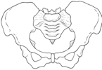 Male Pelvis