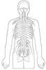 Spinal Nerves