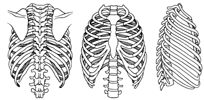 Thoracic cage