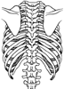 Thoracic cage