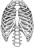 Thoracic