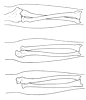 Ulna-Radius