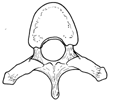 Vertebra