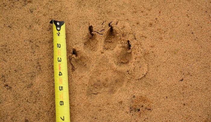 Wolf paw print