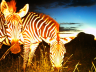 Zebras on the Serengeti