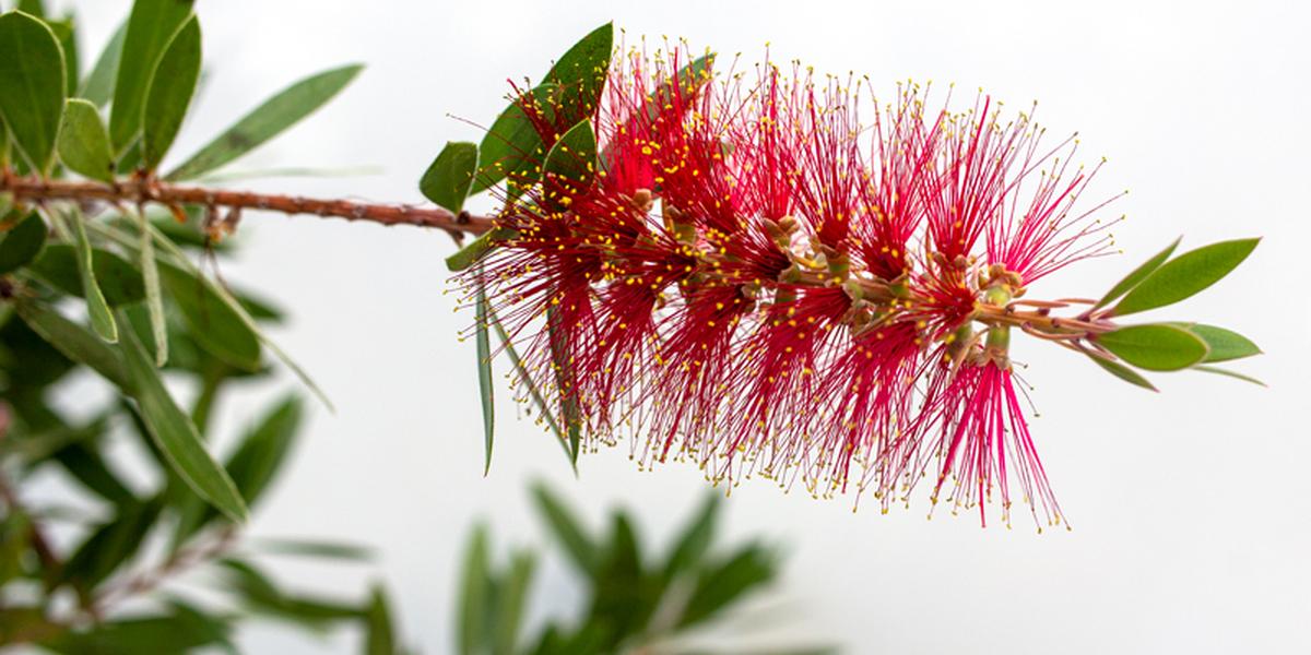 Melaleuca citrina