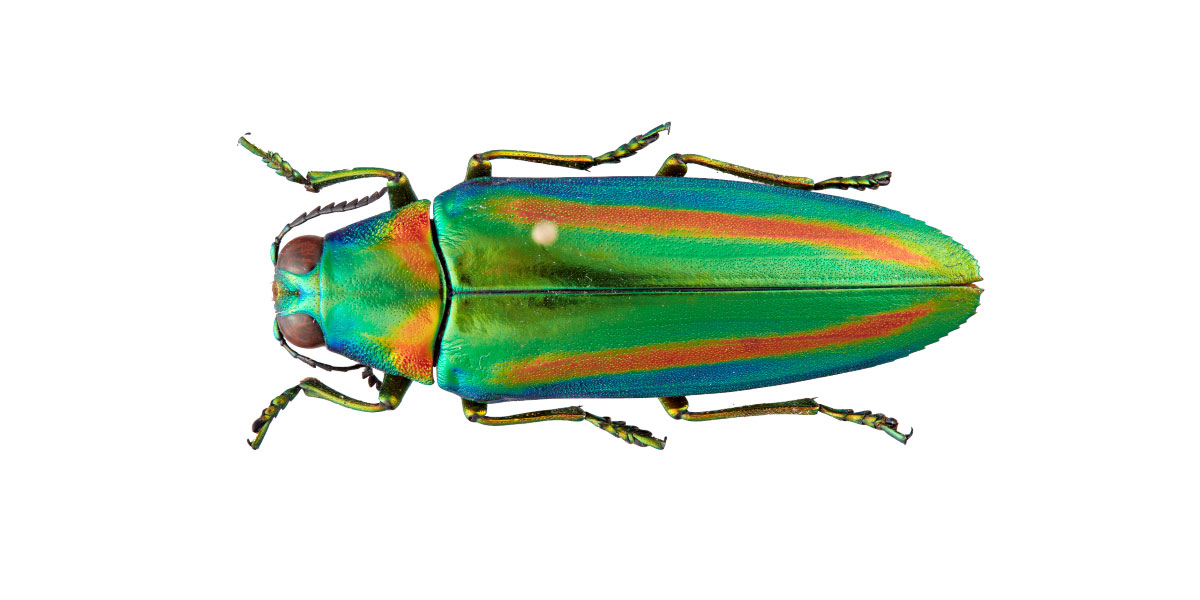 Jewel beetle