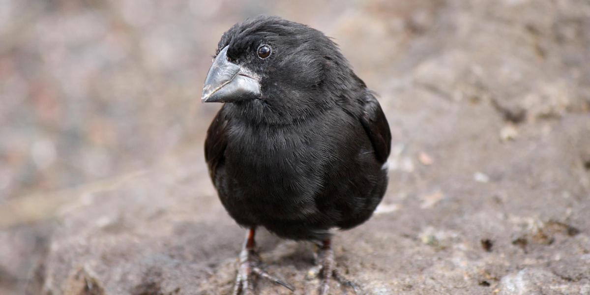 Medium ground finch in Galapagos