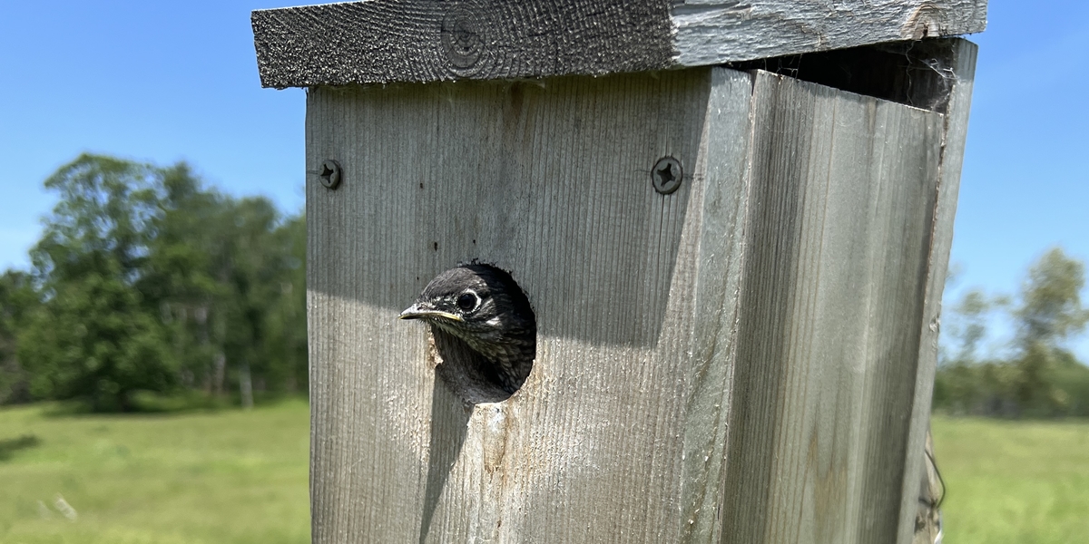 bluebird