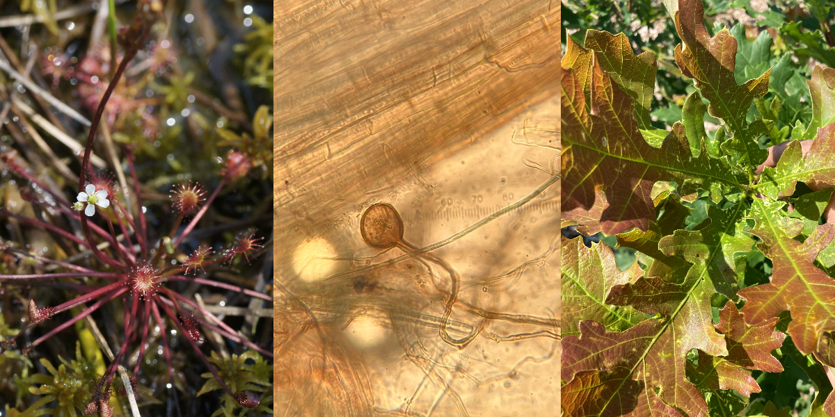 sundew fungi oak