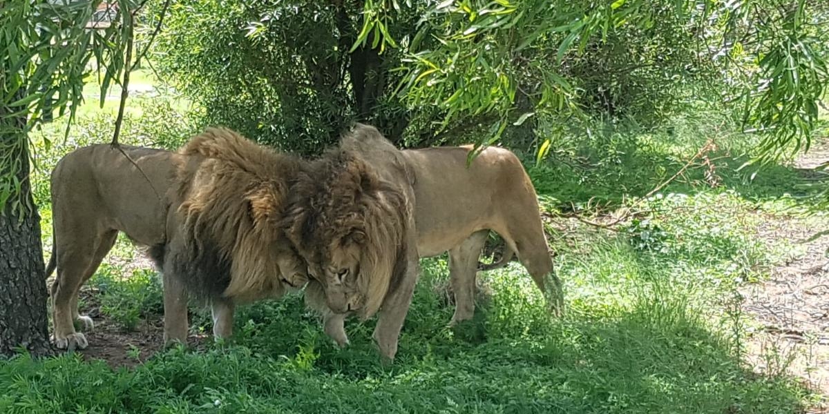 tomas and kimba the lions