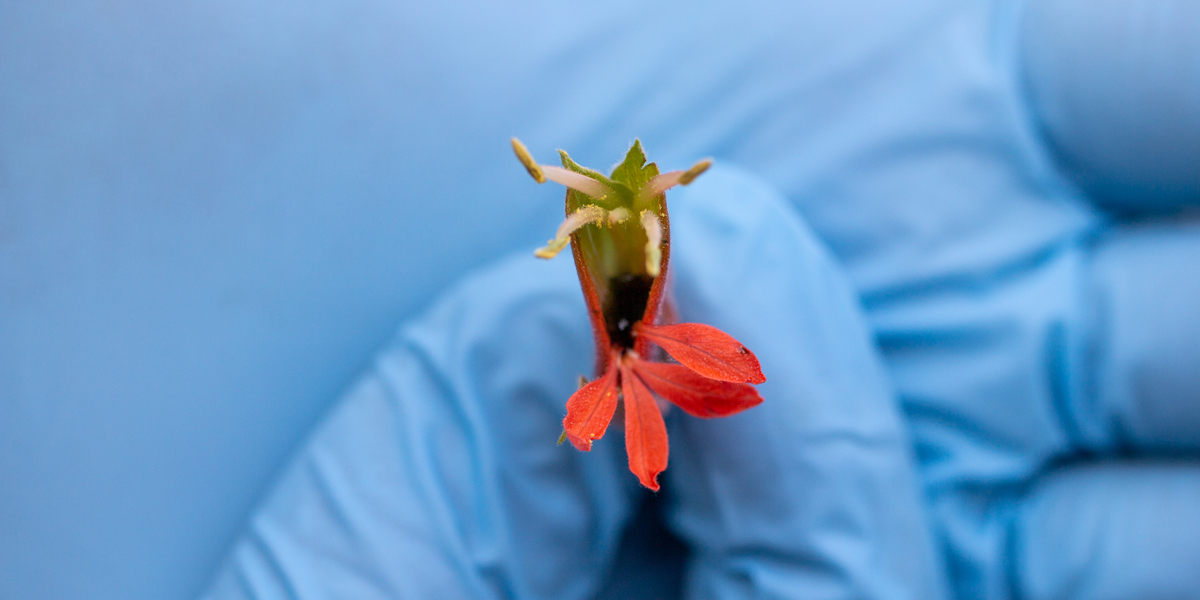 melianthus minor with gloves