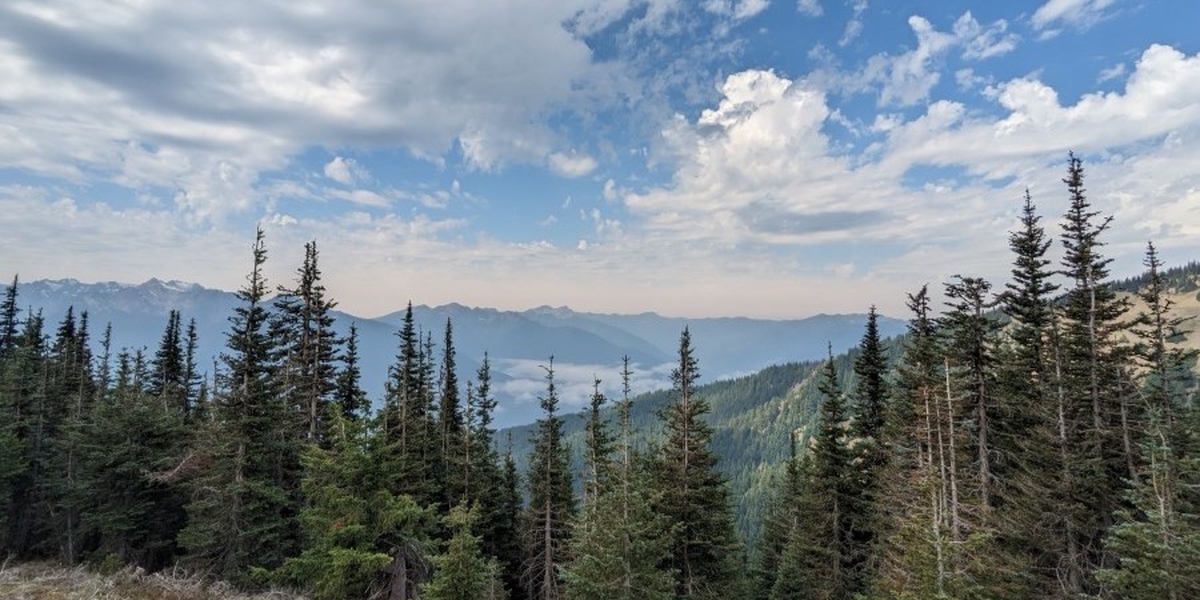 Subalpine firs in a mountain range